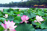 2010 Shanghai Expo,Hangzhou and Suzhou Essence Tour